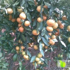 江西蜜橘价格低廉 果大皮薄