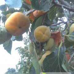 陕西大荔冀东磨盘柿子色泽鲜艳 个大皮薄