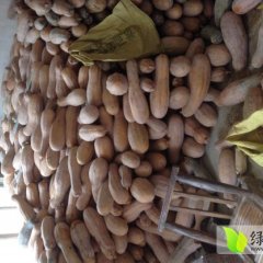 宜城金韩密本南瓜刚刚上市 欢迎来订购