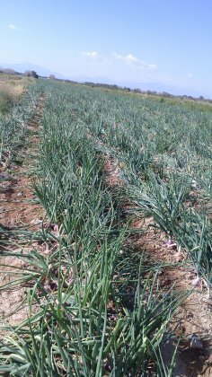 2014沙依巴克洋葱值得出手