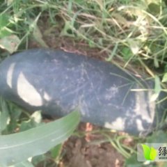通许优质冬瓜已大量上市 瓜又大又亮