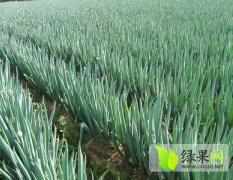 新野樊集范坤10月铁杆大葱