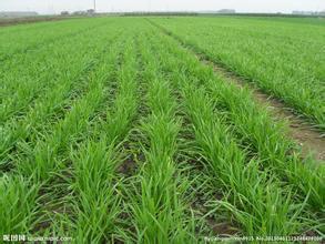 内乡赤眉陈新成10月平丰9号韭菜