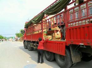 2014雄县红薯再不来就没机会了！