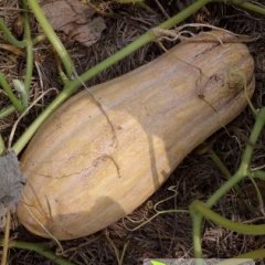 2014大丰南瓜果形均匀，颜色艳丽，个头大，口感