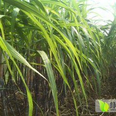 睢阳黑皮果蔗甘蔗量甘蔗，甘甜可口