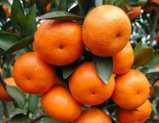 湖南石门叶橘品质优 价格低 欢迎来采购