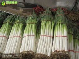 山东费县大葱种植面积广 品种繁多 质量好