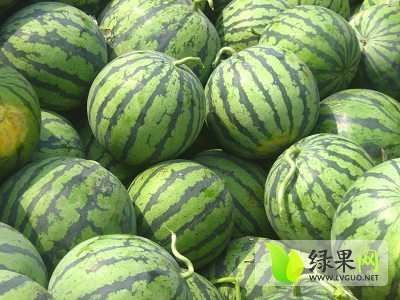 黑美人价格