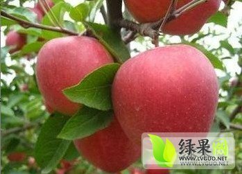 2014年安徽砀山红星价格