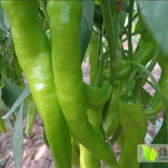 青州谭坊绿色无公害优质辣椒，品质优，色泽艳