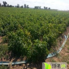 内蒙古兴和荷兰3两以上土豆绿色无公害