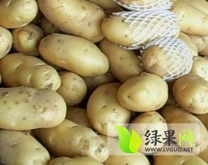 我公司最近收成荷兰15号2000亩 欢迎考察选购