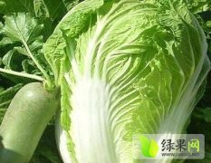 大量批发优质韩国黄心白菜欢迎全国各地批发商