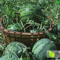 黑龙江大量无籽西瓜已上市 味甜个大 保质保量