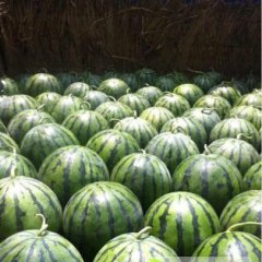 个大皮薄 口感甘甜爽口 皮毛鲜亮 特别耐运