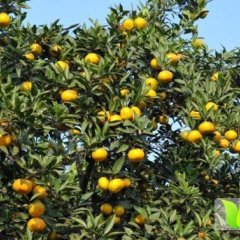 特早9月份上市 普早10月份上市