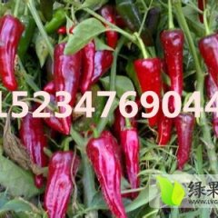 山西省忻州市辣椒大量上市 欢迎前来订购