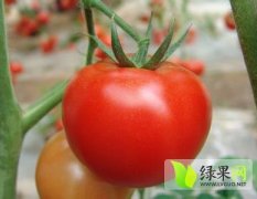 本基地大红西红柿现在以大量上市 日供30万斤