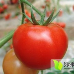 本基地大红西红柿现在以大量上市 日供30万斤