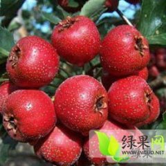 平邑山楂质量最好 数量巨大 包装齐全