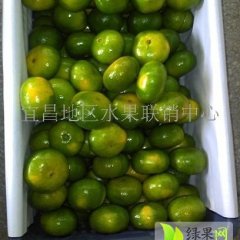 湖北宜昌盛产蜜桔 味道甜美 色泽鲜艳