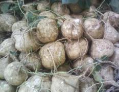 彭州地瓜，凉薯已大量上市 绿色无公害食品