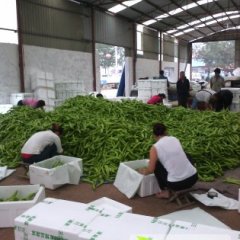 我处秋季蔬菜上市了，蔬菜品种齐全，欢迎来收