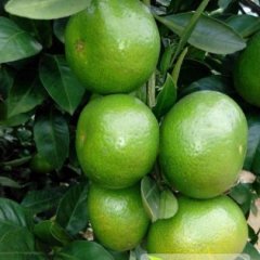 我乡有大量日南早柑上市 果子扁 皮薄肉甜