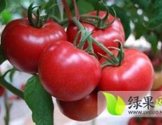 乐亭秋季西红柿种植面积大 果品好 欢迎收购