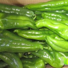 陕西华县二炮辣椒品质优良 欢迎前来选购