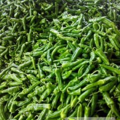 山东兰山辣椒质量好 产量大 耐储运