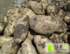 黑龙江北林黄麻子土豆种署菜豆上货量大 支持包
