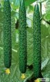 2014年山东莘县德瑞特721黄瓜价格