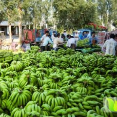 武鸣香蕉香蕉个大饱满 商品率高