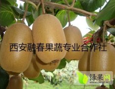 西安中华猕猴桃采用天然水灌溉 绿色健康