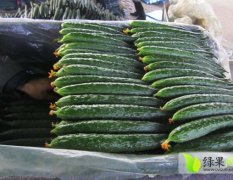 山东莘县油亮黄瓜大量上市 顶端黄花 口感好