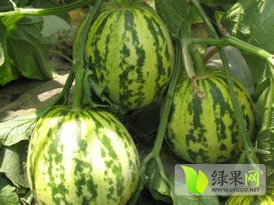 2014年山东莘县花雷甜瓜价格