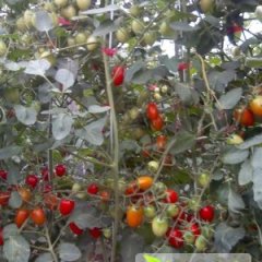 我处圣女果以大量上市 色泽红润 口感不错