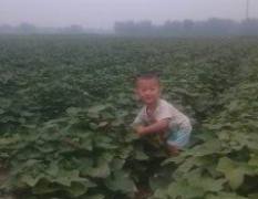 河北沧州200余亩自产红薯龙薯9 烟薯25