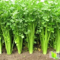 西安美国芹菜口感爽口 菜品好 品种多