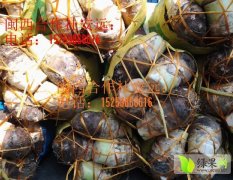 福建槟榔芋芋头绿色无公害 价格详谈 欢迎来选购