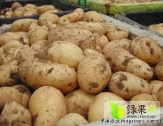 武川土豆薯皮光滑  外形美观 黄皮黄肉