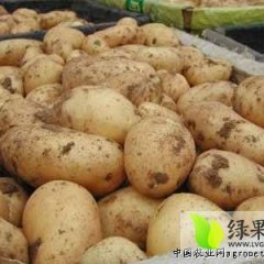 武川土豆薯皮光滑  外形美观 黄皮黄肉