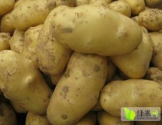内蒙古各品种土豆现已上市 欢迎前来收购