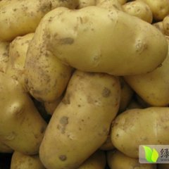 内蒙古各品种土豆现已上市 欢迎前来收购