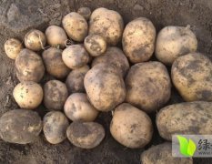 自己种植土豆两晌地 大约20万斤左右