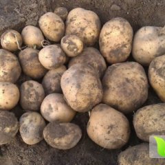 自己种植土豆两晌地 大约20万斤左右