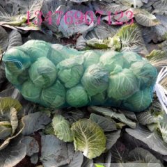 咸宁甘蓝火热上市品种齐全，质量好