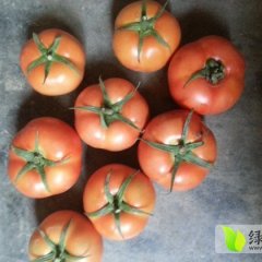 本地有大量大红西红柿 质量上乘 品种多